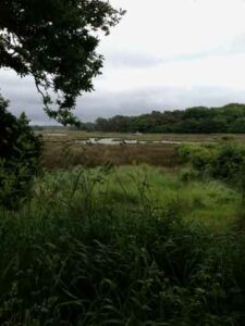 Le Jardin de Thérèse et Daniel à Locoal Mendon (56) en 2013 et 2020