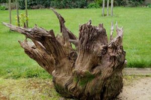 Conférence : Récup et créations végétales par Anne-Marie B