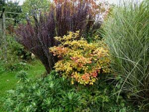 Le Jardin de la Deurie à La Mouche (50)