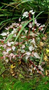 Le Jardin de ma Mère à Bacilly (50)