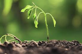 La fonte des semis par Thérèse