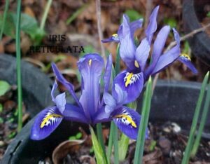 Conférence : Les iris de jardins par Alain Chapelle