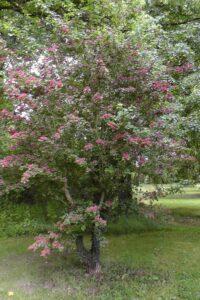 Le Jardin de L’Isle à Saint-Erblon (35)