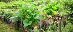 Je commence un potager par Thérèse