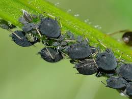 Les pucerons par Thérèse