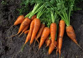 La culture des carottes par Jean Yves