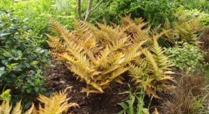 Le Jardin de la Grenouillère aux Essarts le Roi (78)