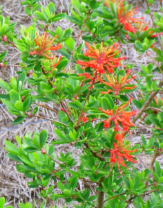 Conférence : Passez à l’orange, la couleur orange par Alain