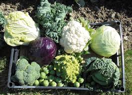 La culture des choux par Jean Yves