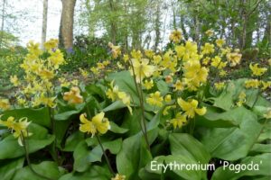 Conférence : A propos des plantes qui supportent la présence de racines par Thérèse P