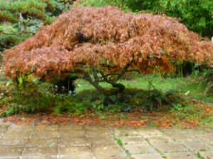L’Arboretum de la Martinière à Veigne (37)