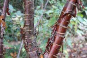 Le Jardin des Dentelles à Amilly (45)