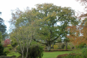 L’Arboretum des Grandes Bruyères à Ingrannes (45)