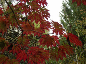 L’Arboretum des Prés des Culands à Meung Sur Loire (45)