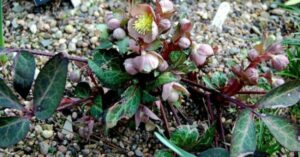 Conférence : Des vivaces belles toute l’année par Thierry Delabroye