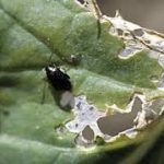 L’altise par Jean Yves