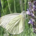 Les piéridés par Thérèse