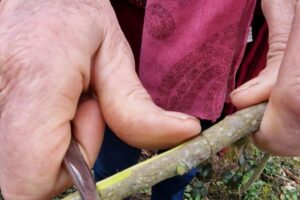 Atelier Marcottage aérien en 2015