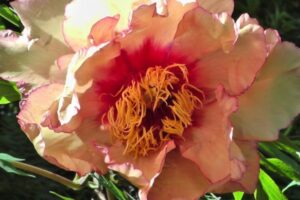 La Closerie de Pomone à La Chapelle Launay (44)