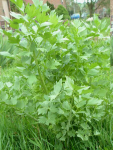 La culture des céleris par Jean Yves