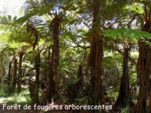 Conférence : Les fougères (aspects botaniques et évolutifs) par Michèle et Henri Couderc