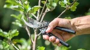 Atelier Taille des fruitiers chez Martine à Pluvigner