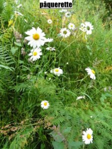 Les plantes sauvages comestibles ou le régal végétal par Jean Yves