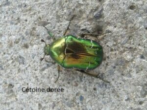 Des insectes auxiliaires du jardinier pour un jardin au naturel, par Thérèse
