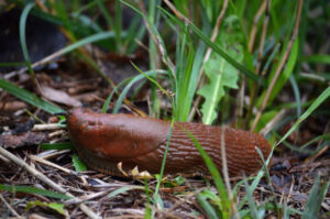 Les limaces par Jean Yves