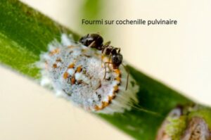 Les cochenilles par Thérèse