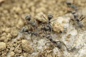 Les fourmis au jardin d’ornement, au potager et au verger par Thérèse