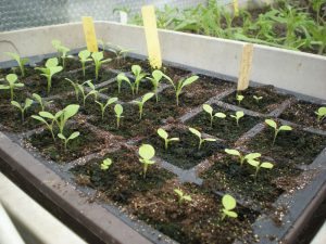 Réussir ses semis par Thérèse