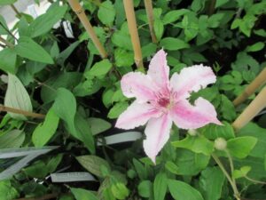 Le Jardin et la Pépinière de Roseland House en Cornouailles (GB)