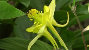 Anvill Cottage en Cornouailles (GB)