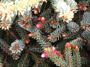 Le Jardin botanique des Montagnes Noires à Spézet (29)