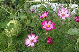 Fleurir le potager par Thérèse