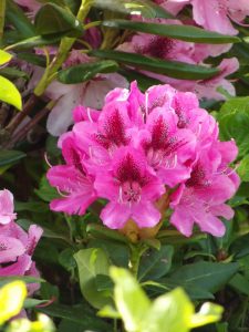 Les Arbres du Monde au Huelgoat (29) en 2016 et 2017