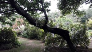 Jardin de Marie Hélène et Pierre Bosser à Plozévet (29)