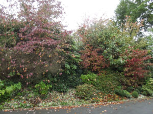 Le Jardin de M et Mme Danet à Ernée (53)