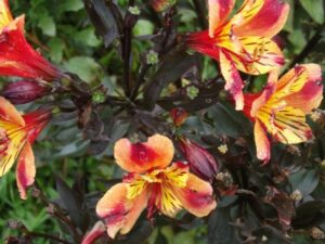 Les Jardins des Renaudies à Colombiers du Plessis (53)
