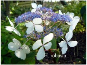 Conférence : Hydrangea et autres hydrangéacées des sous-bois asiatiques par Fabrice Gautier