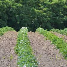 Cultiver sur des buttes, par Thérèse