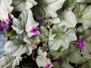 Conférence : Les cyclamens rustiques de jardins par Alain Levasseur