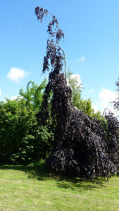 Le Jardin de la Goutarderie à Saint Jean d’Assé (72)