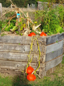 Le Potager en carrés à Azay le Rideau (37)