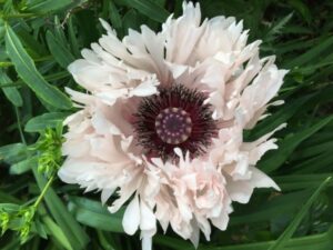 Le Jardin d’Evelyne à Kerveno (56)