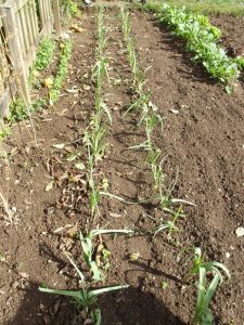 Le Potager de Chantal à Plouhinec (56)