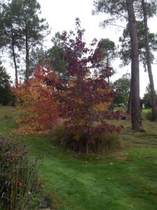 Le Jardin d’Armelle et Jean-Pierre à Colpo (56)