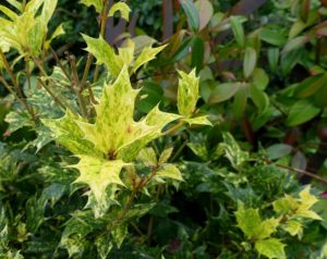 Osmanthus heterophyllus ‘Goshiki’