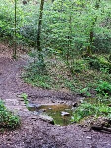 Atelier Sortie nature : A la rencontre des arbres